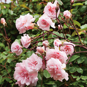 Climbing-Rose-Cecile-Brunner