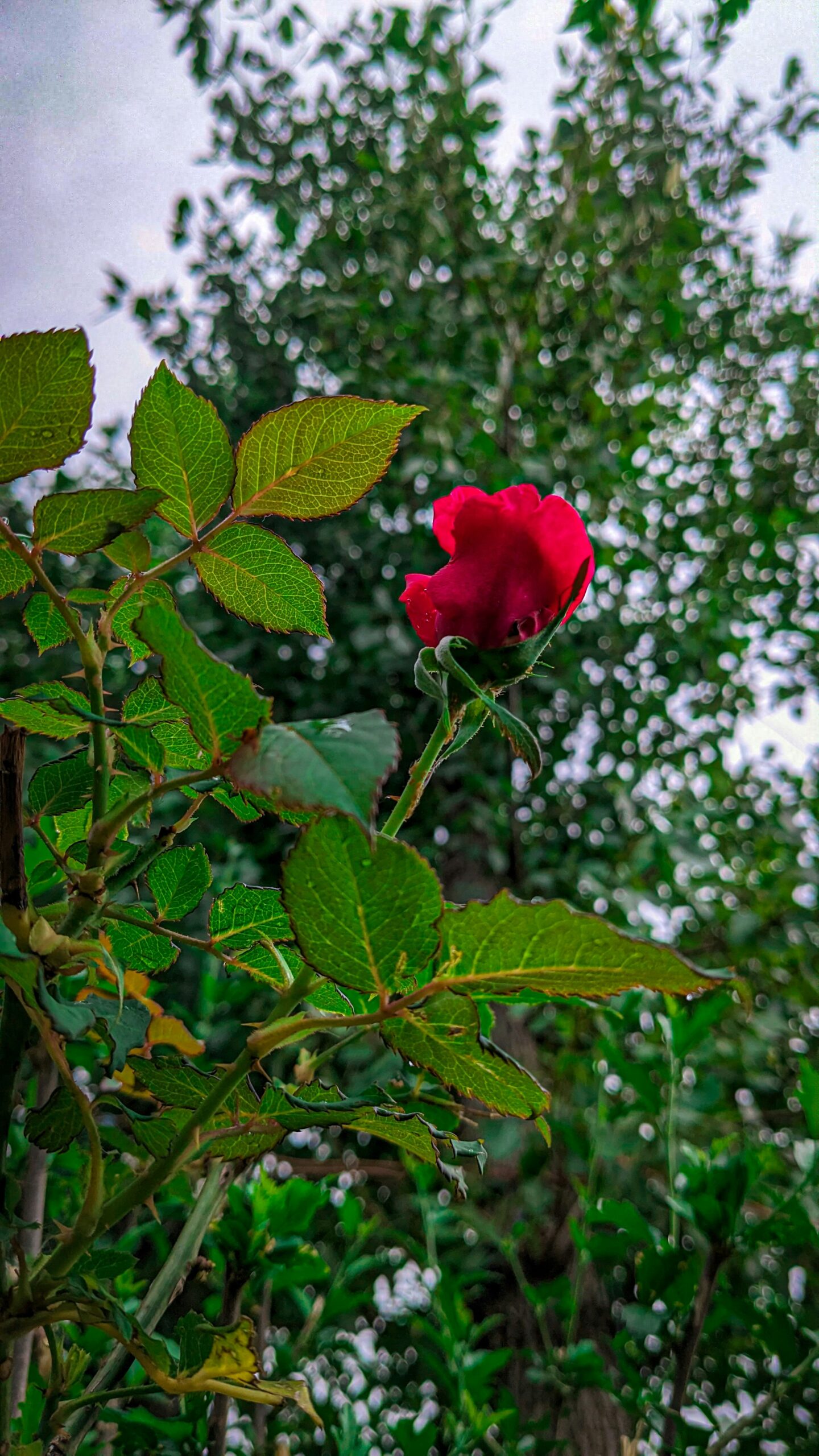 dark red tall rose