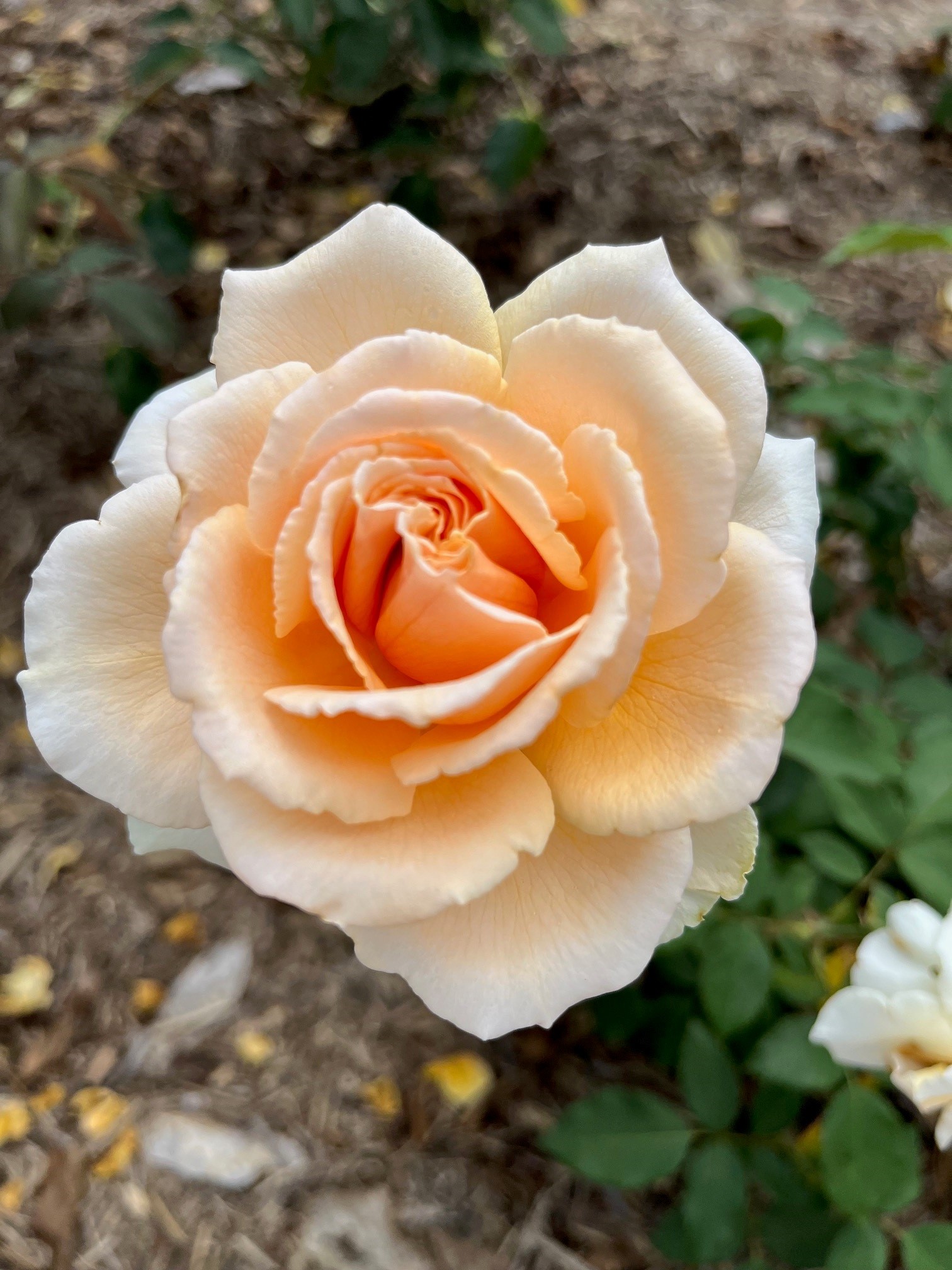 hybrid tea