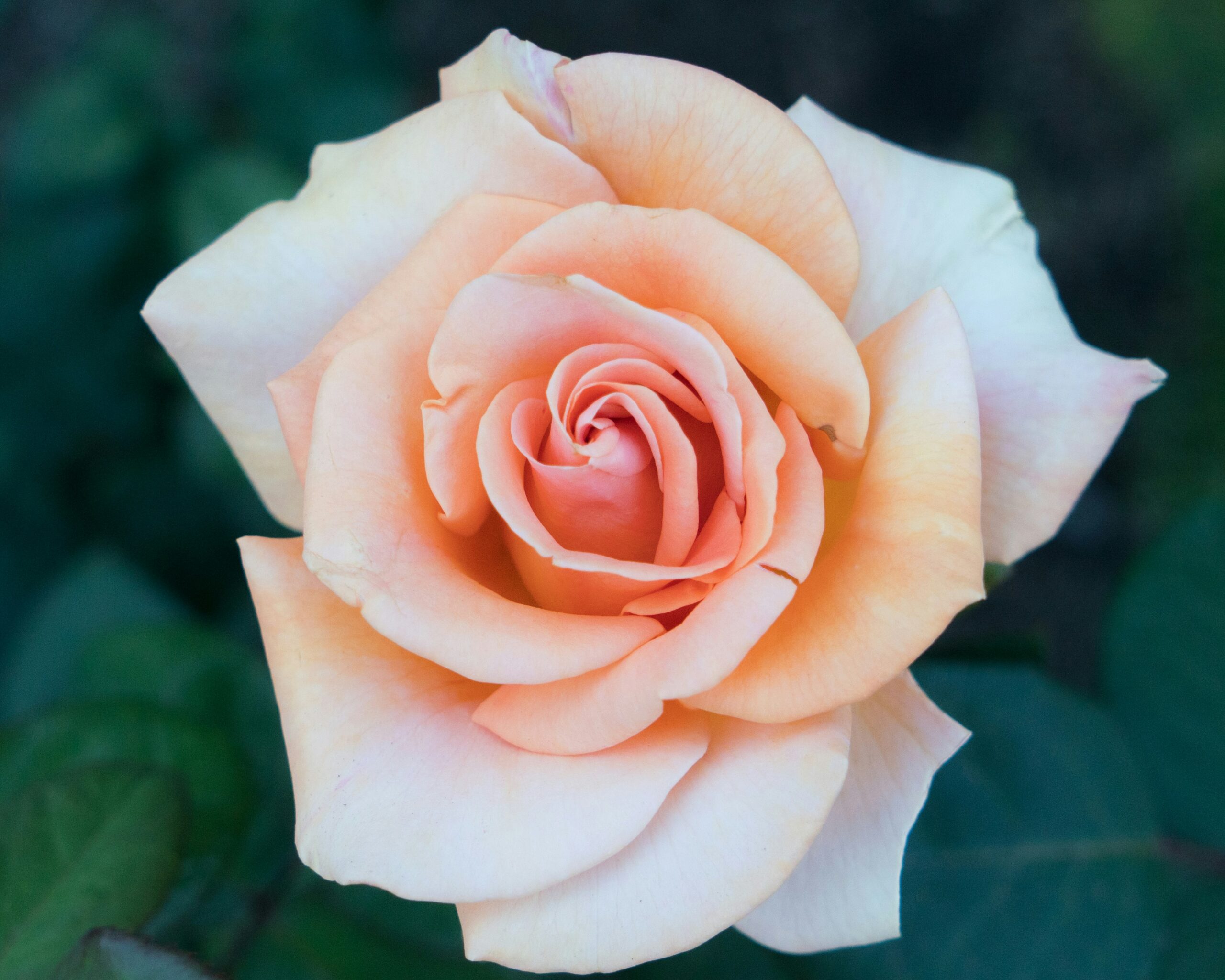 pretty rose