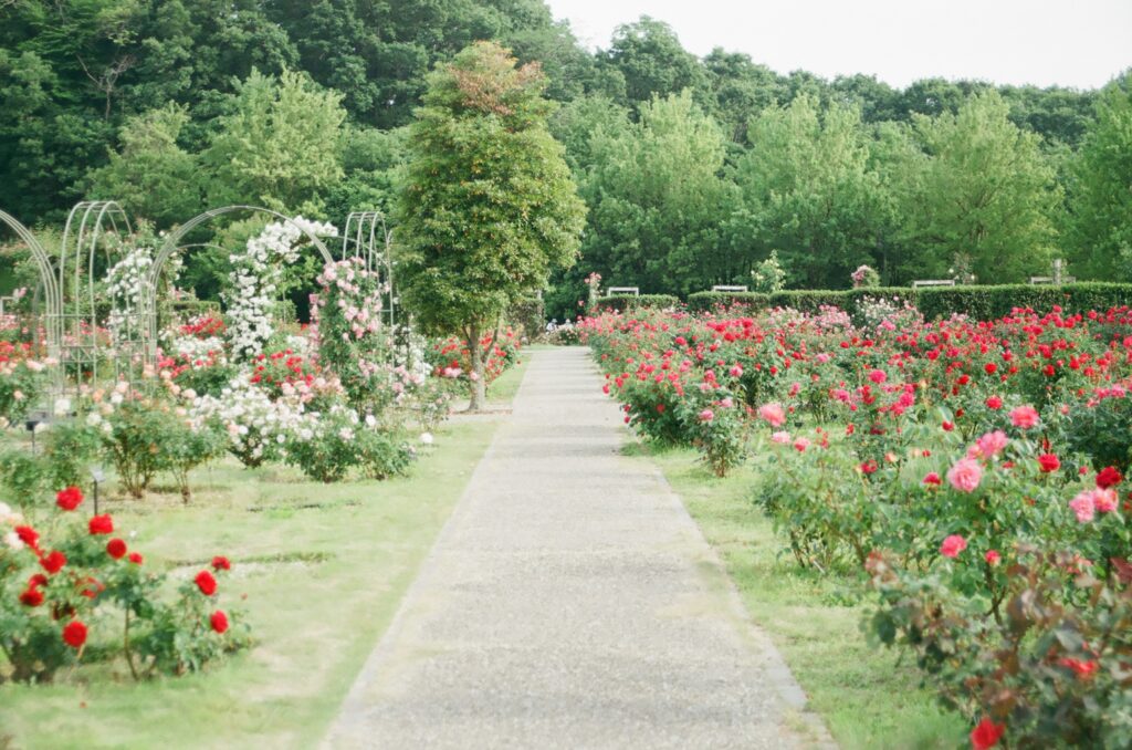 rosegarden